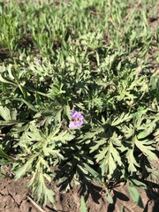 Erodium stephanianum