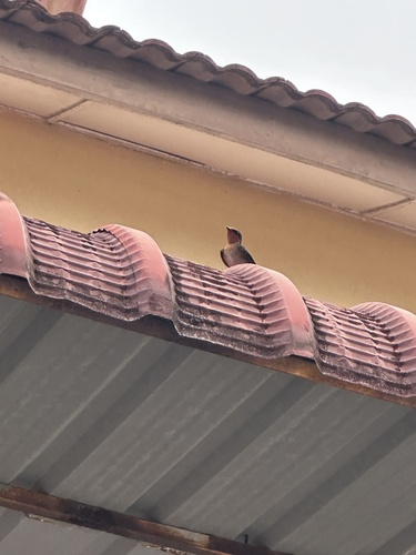 Pacific Swallow