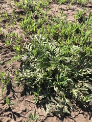 Erodium stephanianum