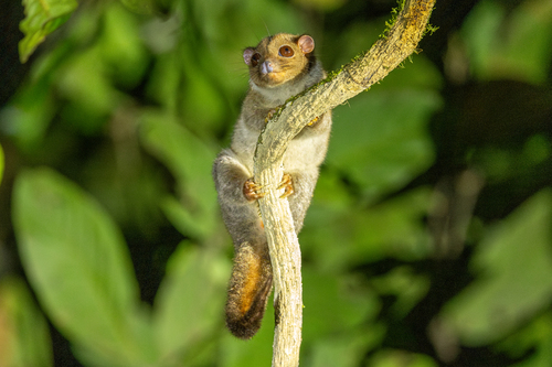 Pseudochirulus canescens, 2026-09-01