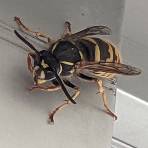 Common European Yellowjacket