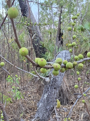 Ficus aculeata (Ficus aculeata)
