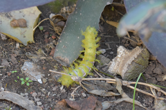 Automeris naranja