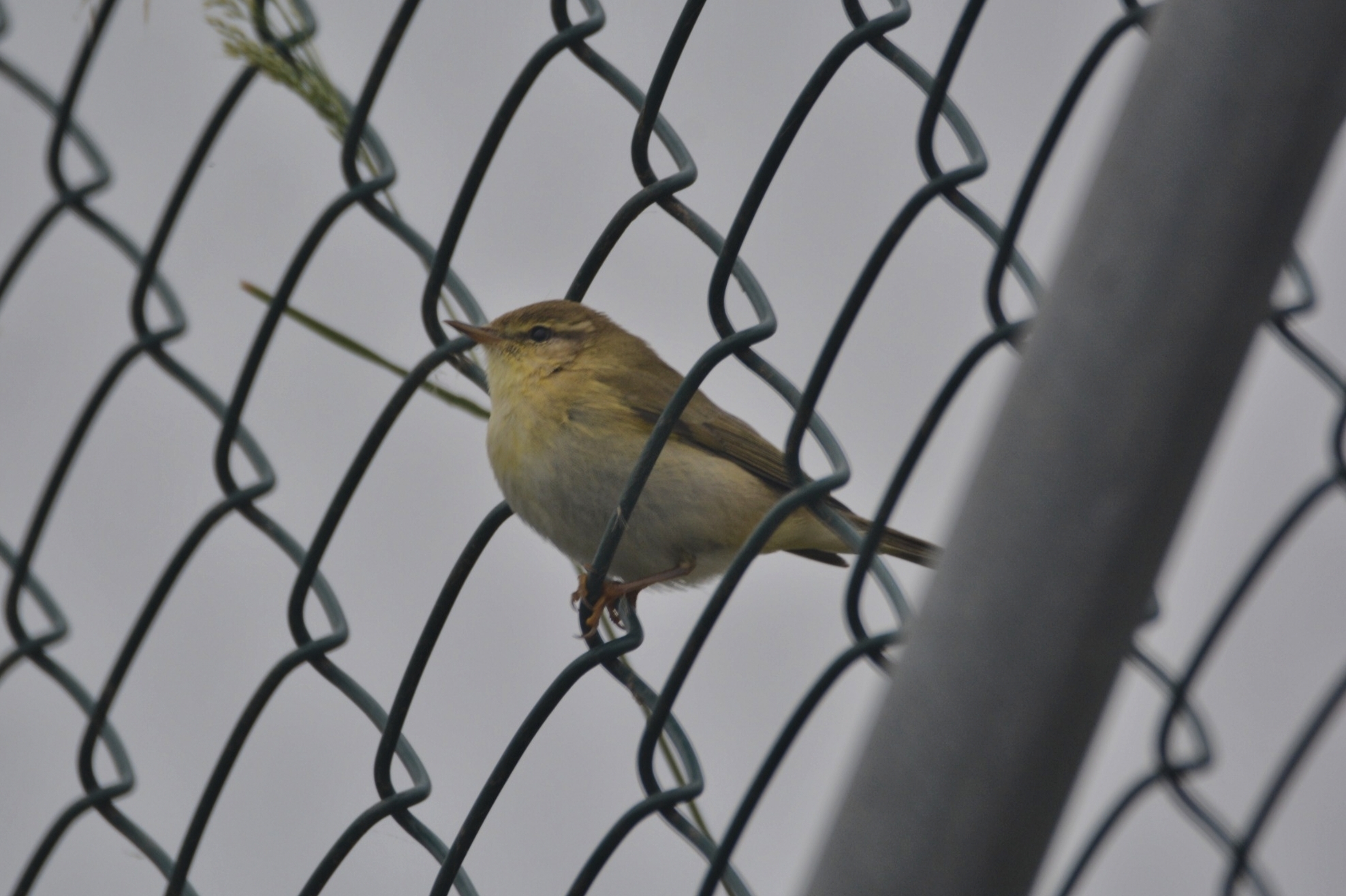 Mosquitero musical