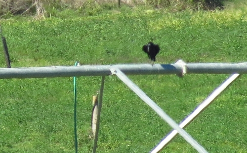 iNaturalist image