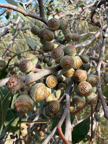 Eucalyptus baxteri, 2026-09-28