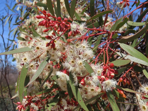 Eucalyptus calycogona observed 2026-09-28