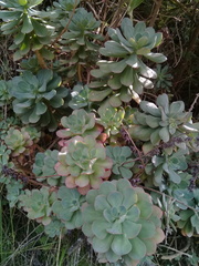 Echeveria quitensis