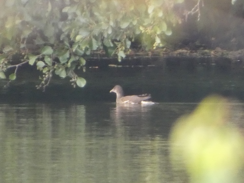 Eurasian Moorhen