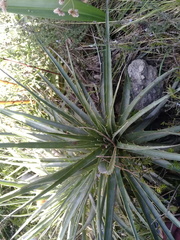 Puya aequatorialis