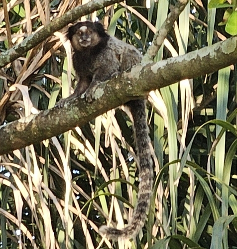 Black-tufted-ear Marmoset