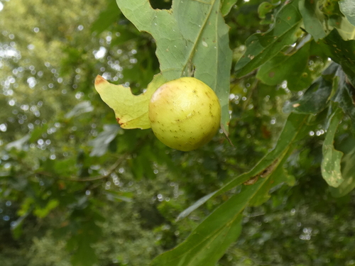 Cherry Gall Wasp