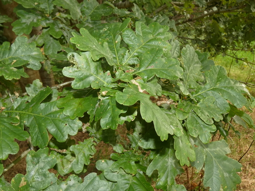 English oak