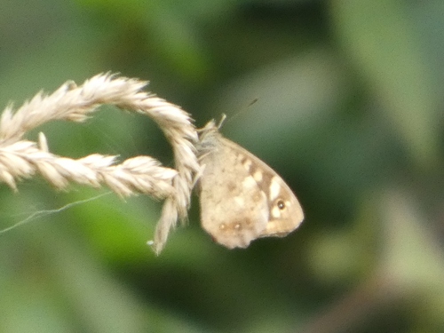 Speckled Wood
