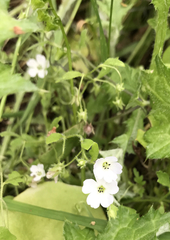 Nemophila