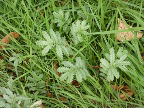 common silverweed