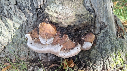 Red-banded Polypore