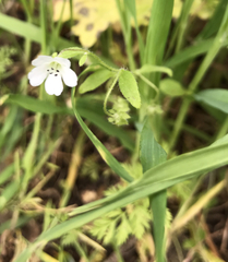 Nemophila