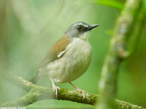 iNaturalist image