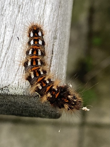 Knot Grass Moth