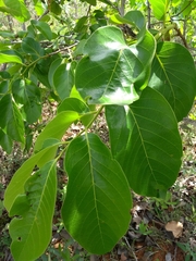 Diospyros hispida