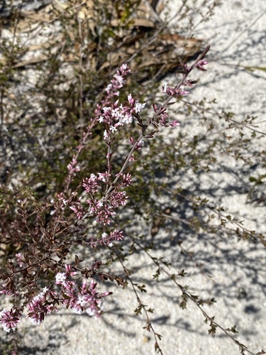 Bearded Heath