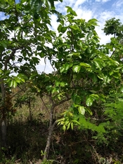 Diospyros hispida