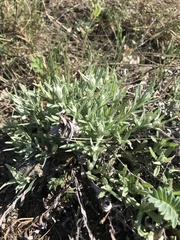 Leontopodium leontopodioides