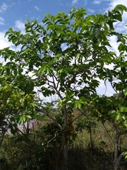 Diospyros hispida