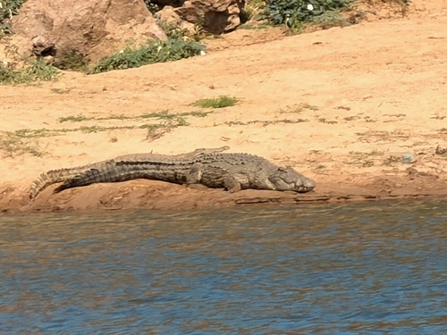 Nile Crocodile