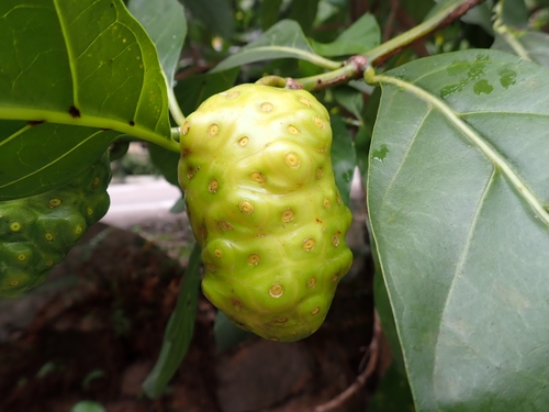 Noni