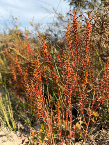 Gyrostemon australasicus observed 2026-09-28