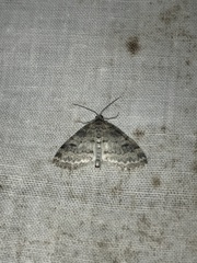 Lobophora nivigerata