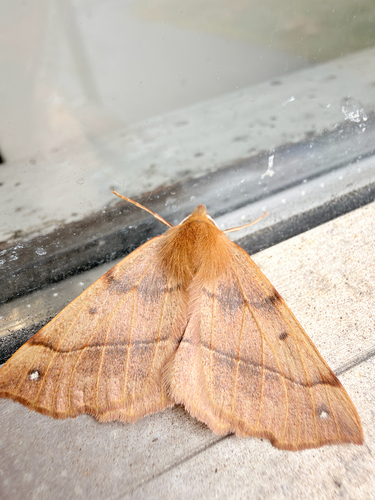 Feathered Thorn