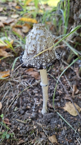 Shaggy Mane