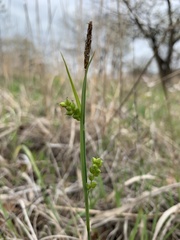 Carex aurea