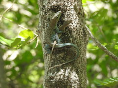 Anolis conspersus
