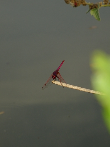 Violet Dropwing