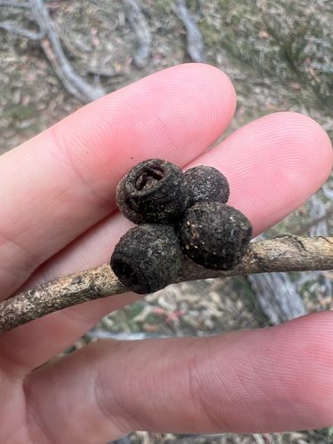 Eucalyptus goniocalyx observed 2026-09-28