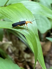 Podabrus fayi