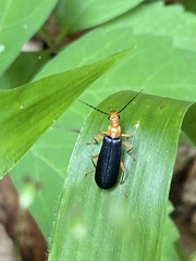 Podabrus fayi