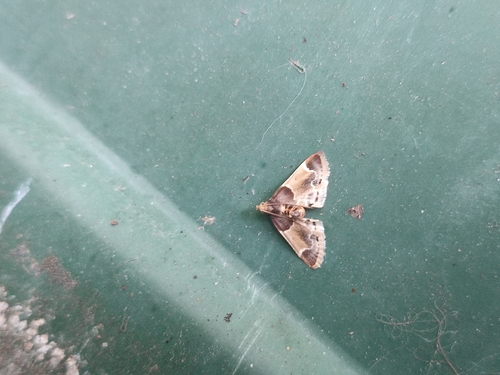 Meal moth