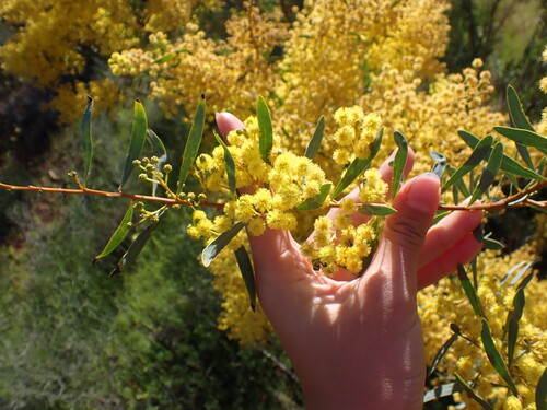 Acacia decora observed 2026-09-15