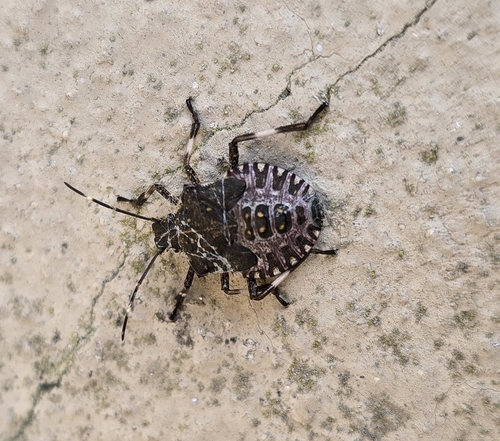 Brown Marmorated Stink Bug
