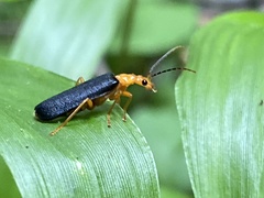 Podabrus fayi