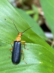 Podabrus fayi