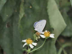 Celastrina lavendularis himilcon