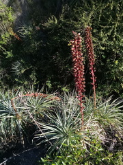 Puya aequatorialis