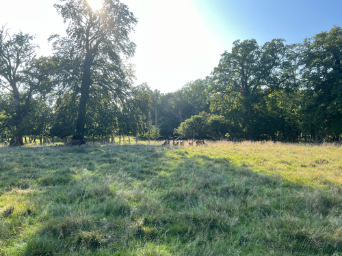 Red Deer