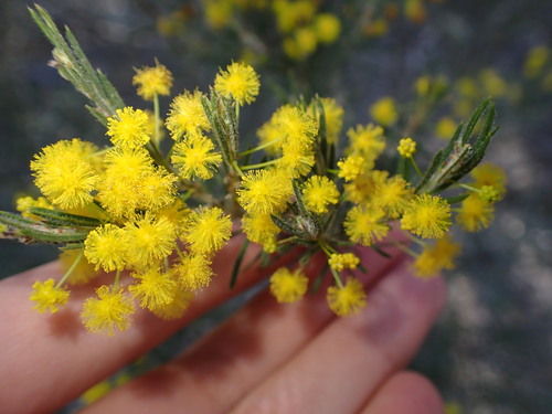Acacia lineata, 2026-09-15